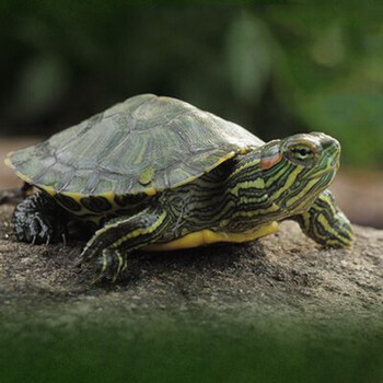 可孵化乌龟蛋龟活体中华草龟墨龟活物巴西龟龟学生孵化蛋 巴西龟蛋