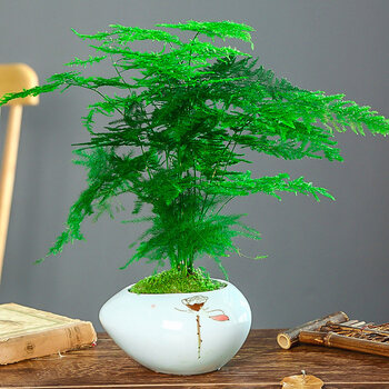 文竹盆栽大文竹花卉植物室内办公室内水培小绿植花卉大全盆景造型四季