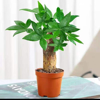发财树盆栽室内客厅桌面绿植小盆景三杆发财树苗植物花卉年宵盆栽独杆