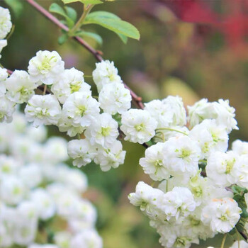 虹越 重瓣喷雪花花苗1加仑盆栽苗花开如雪庭院花园早春花灌木1加仑盆栽苗 苗龄偏小明年开花 图片价格品牌报价 京东 虹越 重瓣喷雪花花苗1加仑盆栽苗花开如雪庭院花园早春花灌木1加仑盆栽苗 苗龄偏小明年开花 图片价格品牌报价 京东
