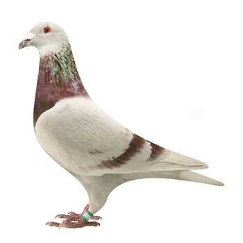 信鸽种鸽赛鸽血统鸽异色鸽鸽子活体一对成绩鸽公棚鸽纯白赛鸽 红轮