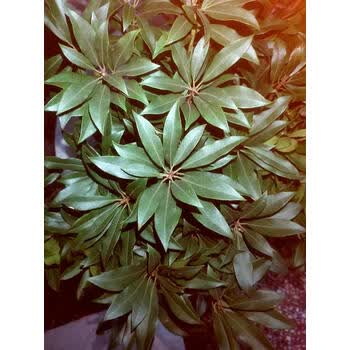 国产马醉木c1枝扎120cm绿色