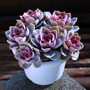 蓝苹果多肉植物 老桩大颗摆件精品贵货肉肉组合盆栽绿植  大颗 紫珍珠