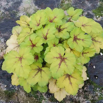 多年生宿根耐寒耐荫植物露地越冬矾根庭院花境阳台盆栽大苗矾根花日出含盆 图片价格品牌报价 京东