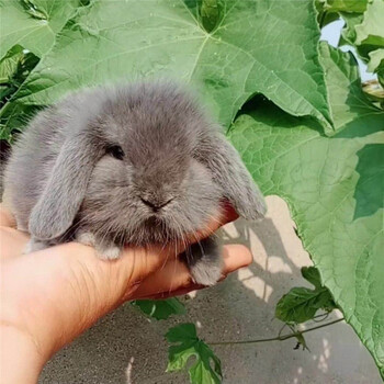 灵狐之家 长毛垂耳兔宠物小兔子宠物兔活体垂耳迷你活体 紫灰色垂耳兔