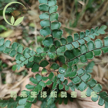 益 扇叶铁线蕨 铁线草 过坛龙 新鲜 500克 1000克