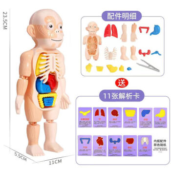 彩色柠檬儿童可拆卸人体器官模型 拼装玩具STEAM启蒙实验早教医学卡片认知 人猿款模型+11张认知卡【推荐】