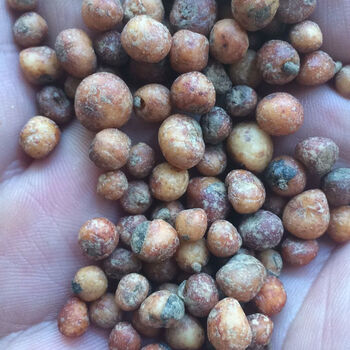 2022现货随机发20个新鲜地下明珠落地珍珠一粒金丹陈伤子地下珍珠