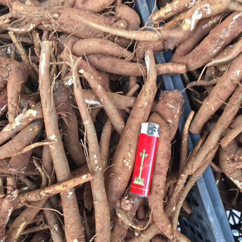 8斤云南甜当归新鲜西归芹根煲汤现挖现发4000克2021全年