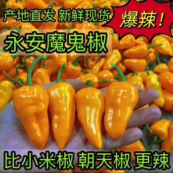 魔鬼辣椒超辣福建永安特产黄椒灯笼椒正宗变态特辣新鲜现摘农家特辣