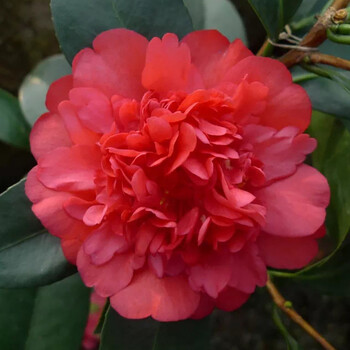 【夏日系列】四季茶花新品种夏梦七心小旋文清衍平带花苞耐热抗寒