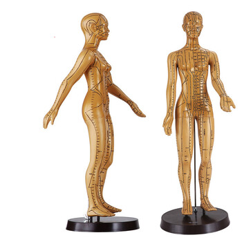 娇之乐针灸针穴位人体模型医学假人全身经络教学中医铜人小皮人男女
