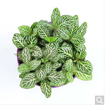 醉花春盆栽植物网纹草观叶绿植花卉白色网纹草 图片价格品牌报价 京东