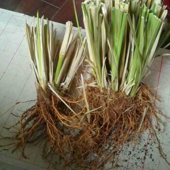 香根草苗岩兰草水生植物耐酸碱护坡防虫植物香料植物精油原料 1丛(25
