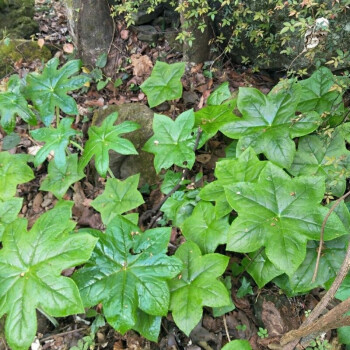 花姬 相疊花坊八角蓮苗 ,六角蓮,山荷葉,旱八角,江邊一碗水,八角蓮