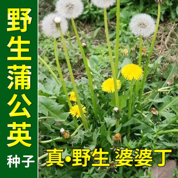 野生蒲公英种子的种籽种植婆婆丁浦公英四季盆栽食用蔬菜野菜苗孑蒲公英种子5克散装 约1000粒 图片价格品牌报价 京东 野生蒲公英种子的种籽种植婆婆丁浦公英四季盆栽食用蔬菜野菜苗孑蒲公英种子5克散装 约1000粒 图片价格品牌报价 京东