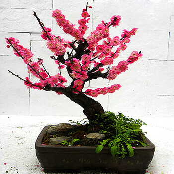 盆景树桩实物腊梅树苗白梅骨里红乌梅绿梅朱砂梅室内绿植盆栽宫粉梅二