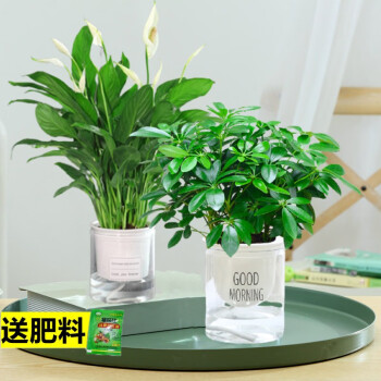 绿植花卉四季常青八方来财鸭脚木室内阳台桌面绿植盆栽花卉发财树苗七叶莲 一帆风顺+八方来财早安盆+营养液