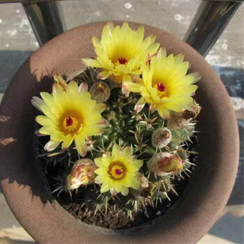 仙人球仙人掌盆栽类植物室内含盆开花盆栽办公室防辐射绯花玉 狮子王