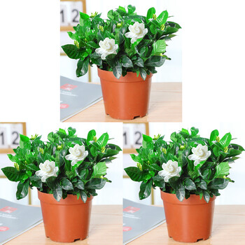 栀子花盆栽带花苞室内观花植物四季开枝花树苗大叶浓香型花卉小号栀子花 原盆 买2送喷壶含盆 图片价格品牌报价 京东