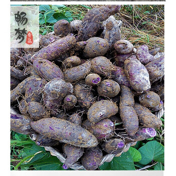 遵义新鲜紫薯现挖香地瓜红薯蜜暑紫芋头地瓜紫薯番薯山芋2500g