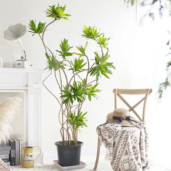 造型百合竹大盆栽老桩室内大型绿植北欧开业乔迁新居新房客厅植物