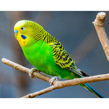 族萃包教说话虎皮鹦鹉活鸟幼鸟加鸟笼活体鸟类活宠物鸟手养鹦鹉小鸟