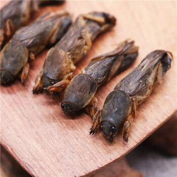 蝼蛄干中药材材土狗子野生拉姑粉精选整个整个100克体验装蝼蛄干