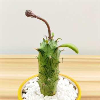 雨花蝶多肉不扎手普西利菊开花漂亮菊科无刺仙人球多肉植物盆栽桌面