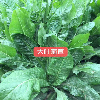绿中城牧草种子四季多年生黑麦草籽鸡鸭菊苣墨西哥玉米草种子猪牛羊高产 【进口大叶菊苣净籽】/斤