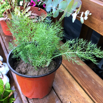 盆栽牛排糕点食用香草柠檬薄荷苗百里香罗勒泡茶茴香香蜂草 茴香 不含