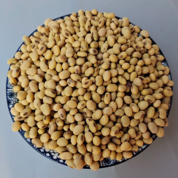 xywlkj老品种黄豆云南本地黄豆食用打豆浆生豆芽土大豆散装老品种黄豆
