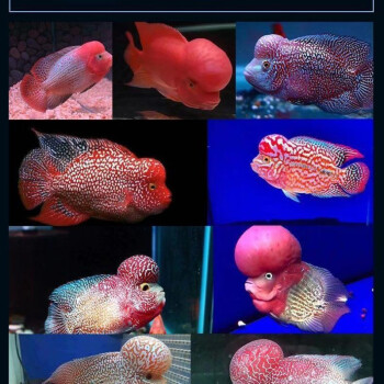 鸿运罗汉鱼成长过程图图片