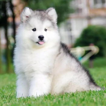 桓瑞宠物阿拉斯加犬幼犬熊版雪橇犬幼崽灰桃十字脸纯种宠物狗狗活体保