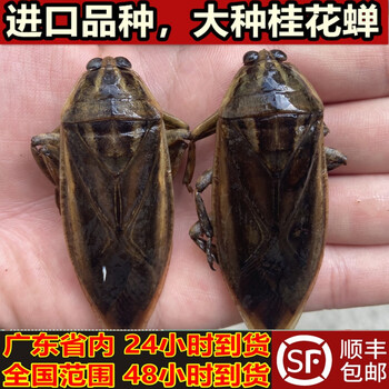 京佳乐桂花蝉大种桂花蝉水蟑螂大天鳖蝽水知了顺丰5cm左右100只装冷冻