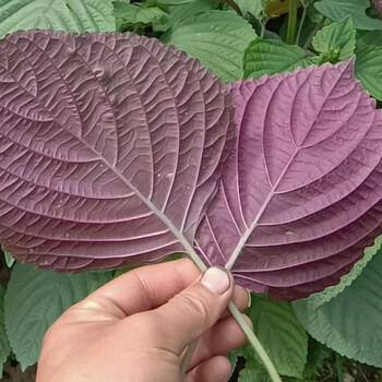 大叶食用全紫苗苏子菜苗绿叶四季夏秋季蔬菜香草苗种籽 双色紫苏种子