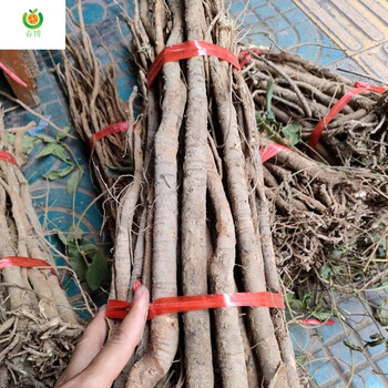 千斤拔野生千斤拔蔓性千斤拔,一条根500克 250克(半斤)【图片 价格