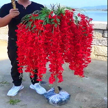 紫藤花树苗紫藤花盆栽地栽阳台庭院遮阳观赏当年种植当年开花 国旗红