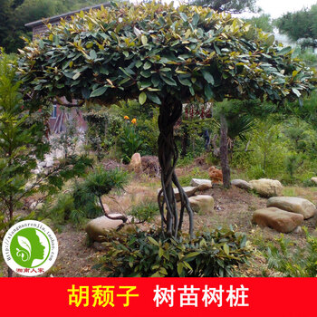 花姬胡颓子树苗树桩甜棒槌胡秃子清明籽苗地径4公分单杆桩不含盆