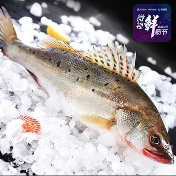味库 开背白蕉海鲈鱼1条 500-400g
