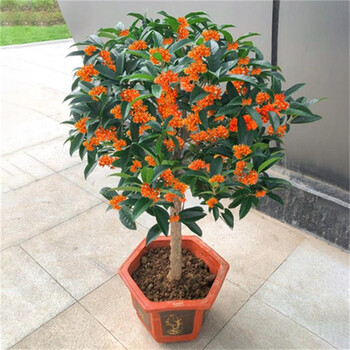 桂花树苗原生桂花盆栽嫁接四季桂沉香丹桂八月金桂树苗浓香型庭院室内常青植物盆景朱砂桂4年苗当年开花 图片价格品牌报价 京东 桂花树苗原生桂花盆栽嫁接四季桂沉香丹桂八月金桂树苗浓香型庭院室内常青植物盆景朱砂桂4年苗当年开花 图片价格品牌报价 京东
