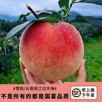 储褚正宗云南丽江雪桃新鲜水果顺丰空运大桃子寿桃送礼盒装68斤特大果