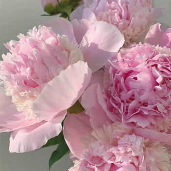 芍药仙子天使脸颊5枝 进口重瓣大芍药居家水养插花鲜花送礼物鲜切花