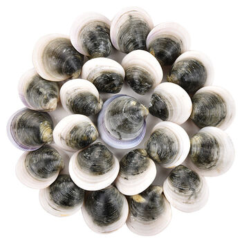 活鲜wecook味库鲜活青蛤1份1000g一份