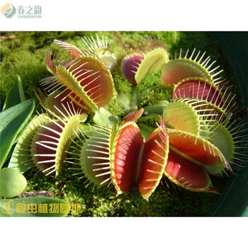 大嘴捕蝇草绿植盆栽食人花食虫草吃蚊子吃苍蝇食虫植物s号夹子1厘米大嘴捕蝇草 图片价格品牌报价 京东