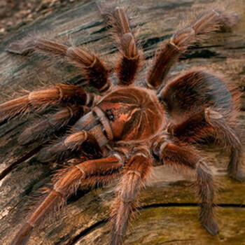 哈吉熊宠物蜘蛛活体巴西所罗门智利火玫瑰活体捕鸟蛛活体巴西火红食鸟蛛2