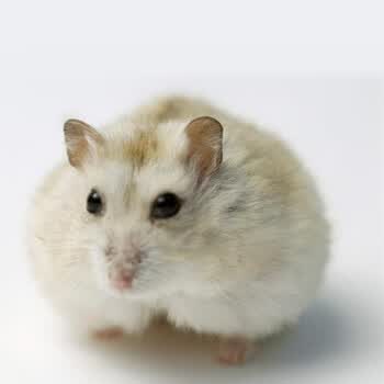 泽思宠物 仓鼠 银狐紫仓布丁三线宝宝活体小ss包风险类2只送运输盒