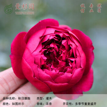 灌木大花多色玛丽玫瑰庭院多季开花盆栽花卉月季蔷薇玫瑰花苗欧洲秋日胭脂小苗约15cm高含育苗盆 图片价格品牌报价 京东