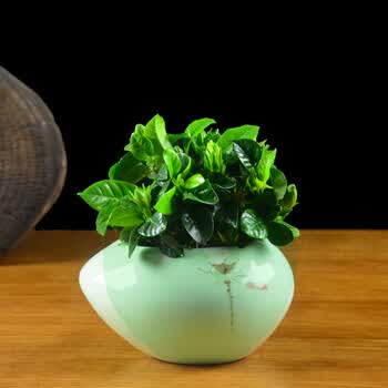 龙盘栀子花盆栽花卉室内四季开花办公桌观花植物冬季花花草草家庭绿植