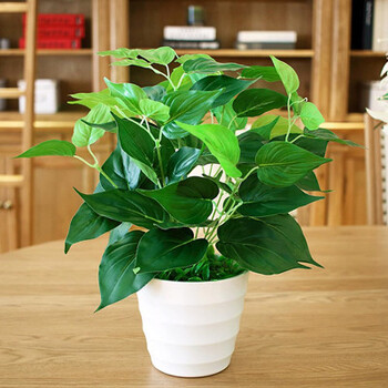 室内吸除甲醛防辐射净化植物 吊兰水培绿箩绿植 绿萝 白色盆/2盆起拍